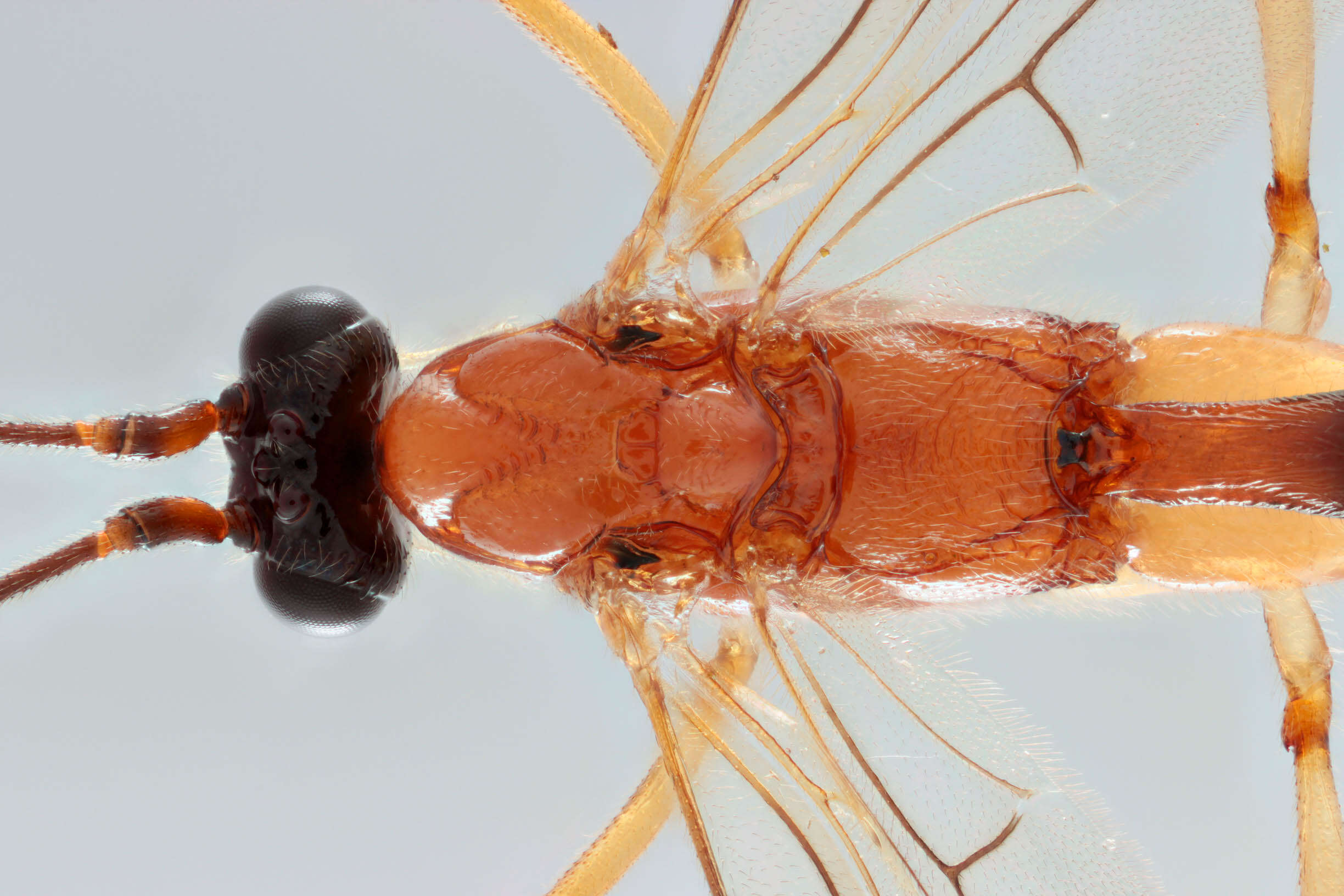 Image of Macrocentrus bicolor Curtis 1833