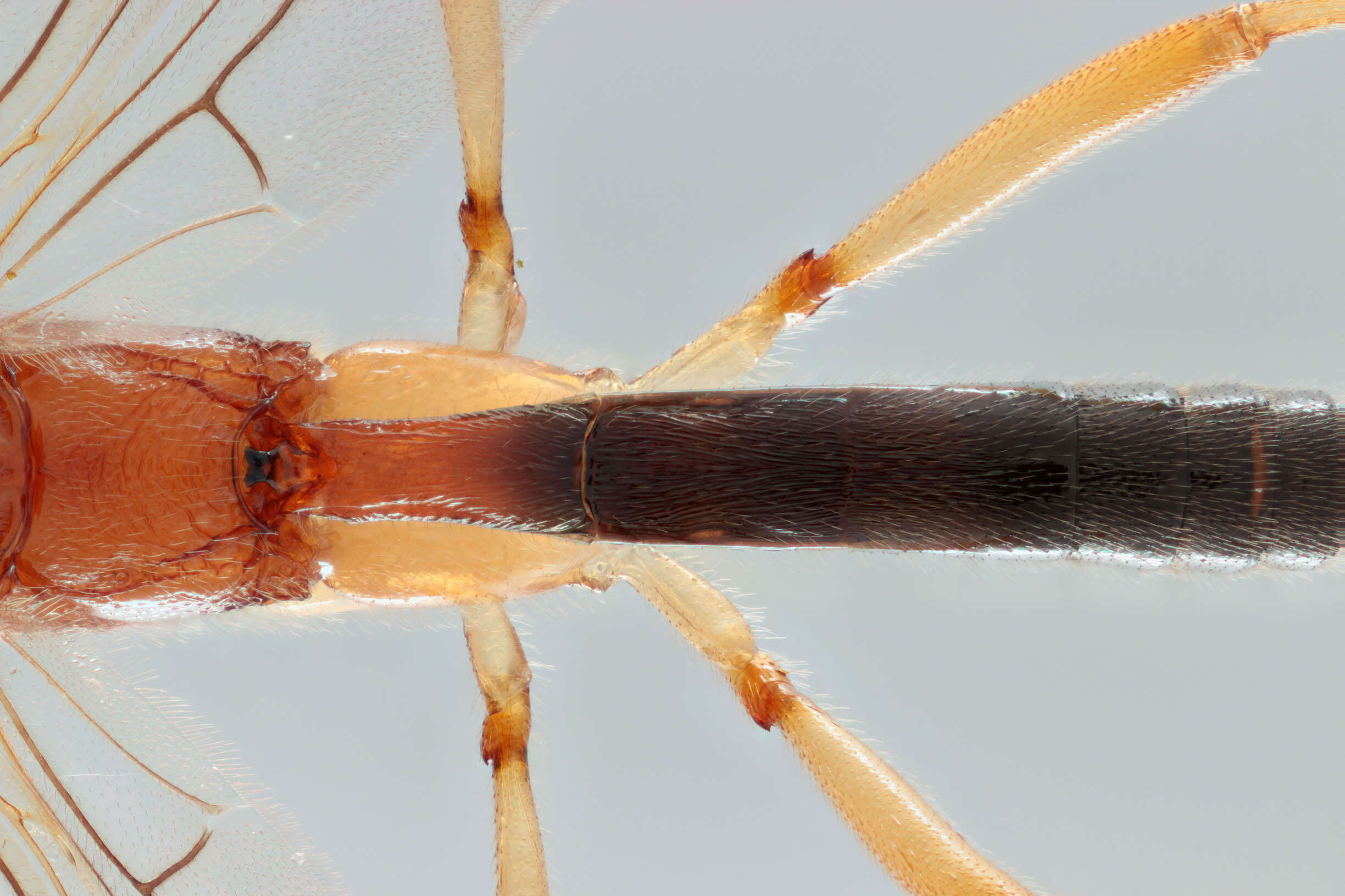 Image of Macrocentrus bicolor Curtis 1833