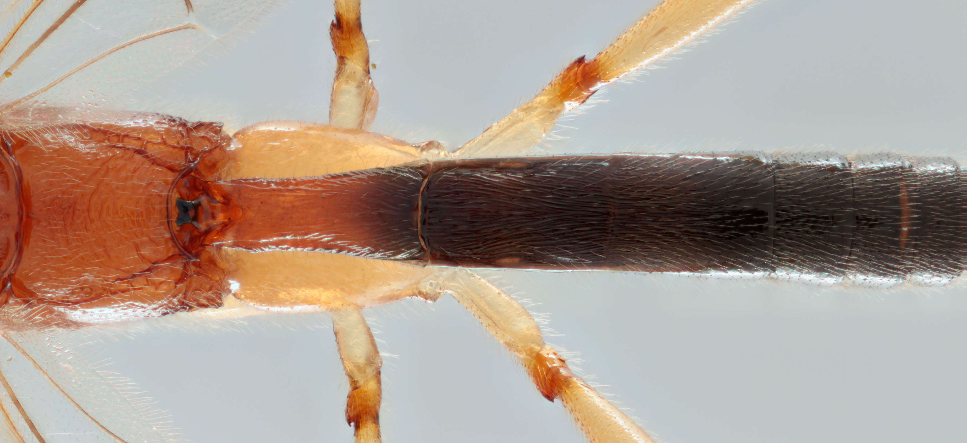 Image of Macrocentrus bicolor Curtis 1833