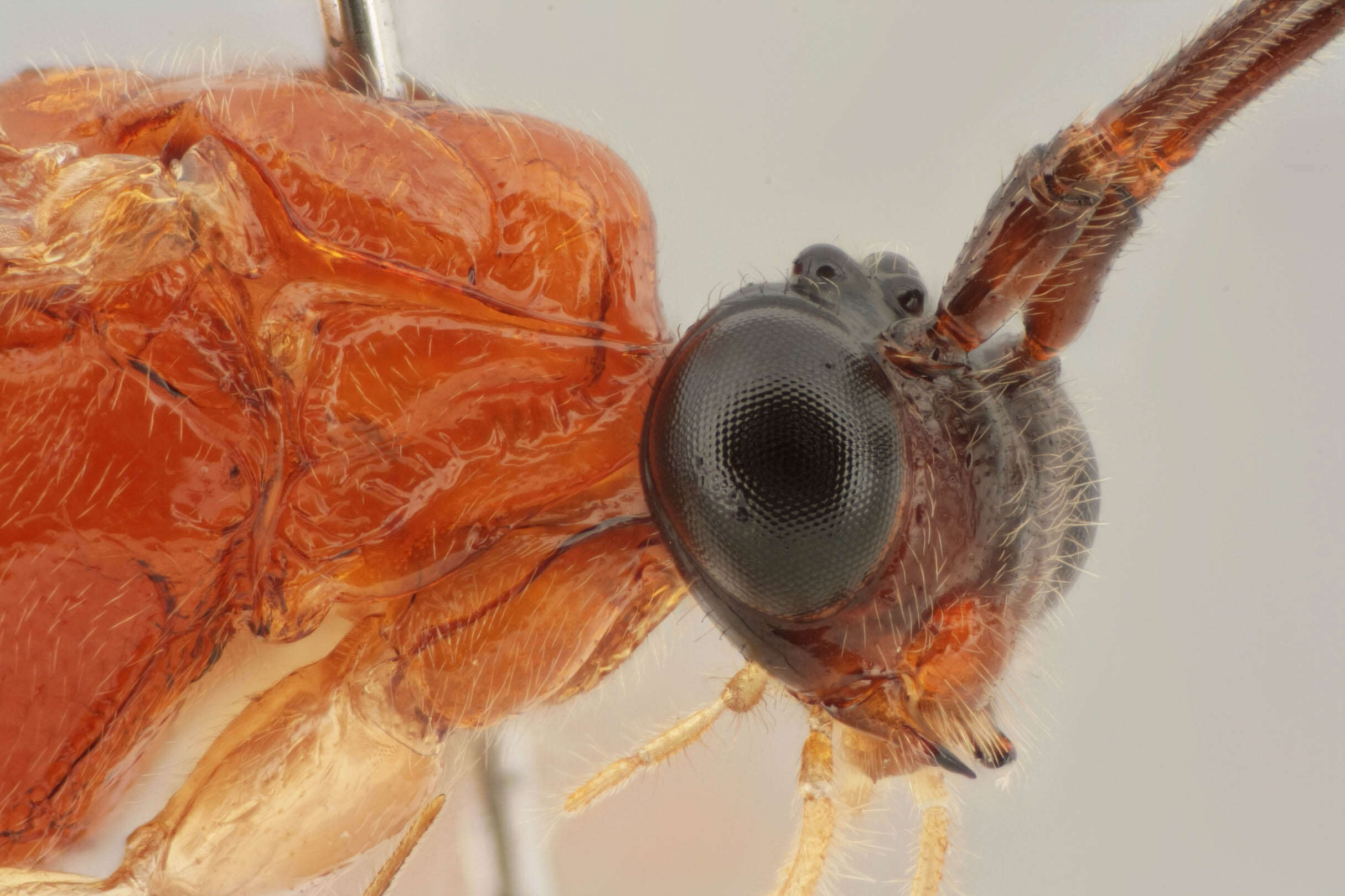 Image of Macrocentrus bicolor Curtis 1833