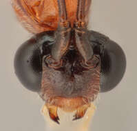 Image of Macrocentrus bicolor Curtis 1833