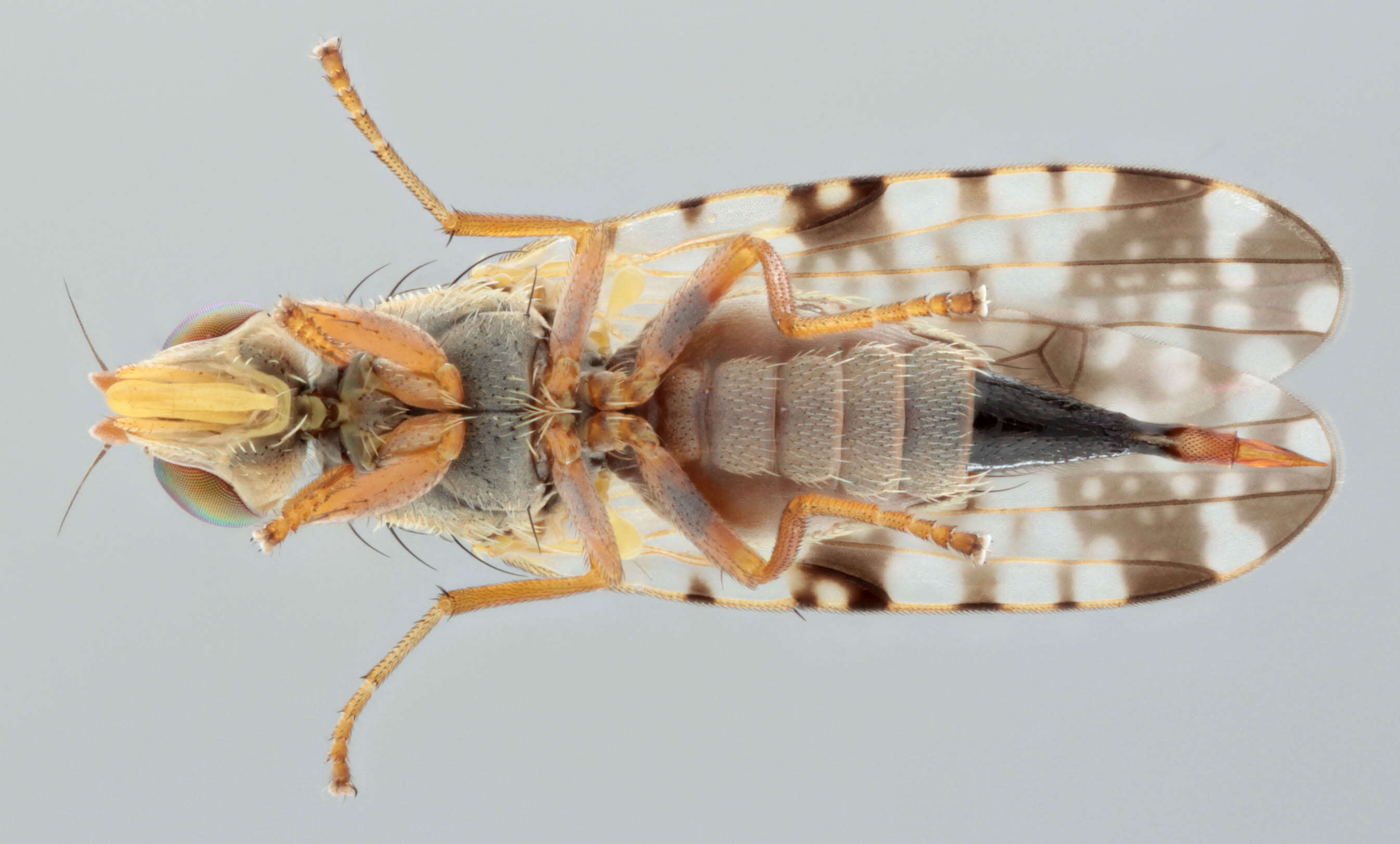 Image of Dioxyna bidentis (Robineau-Desvoidy 1830)