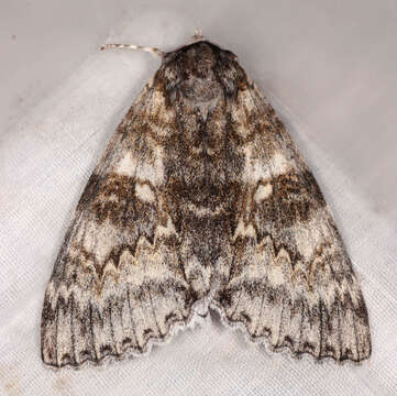 Слика од Catocala fraxini Linnaeus 1758