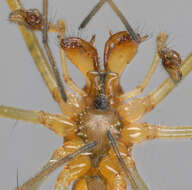 Image de Tetragnatha extensa (Linnaeus 1758)