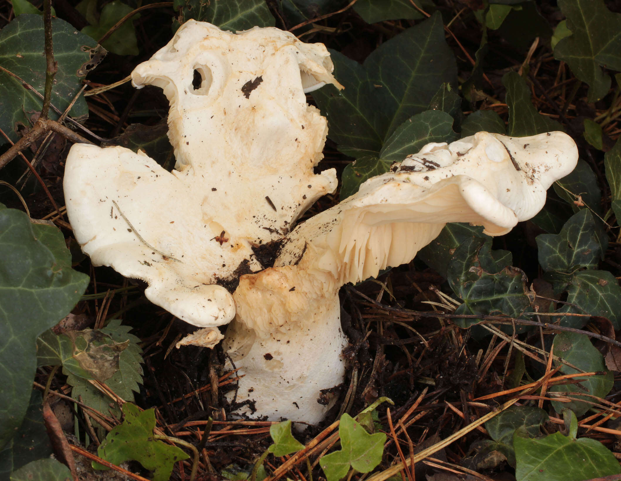 صورة Leucopaxillus giganteus (Sowerby) Singer 1939