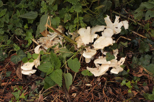 Image of giant clitocybe