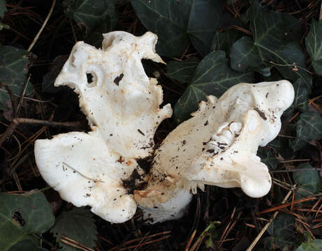 Image of giant clitocybe