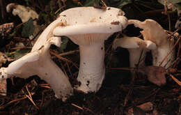 صورة Leucopaxillus giganteus (Sowerby) Singer 1939