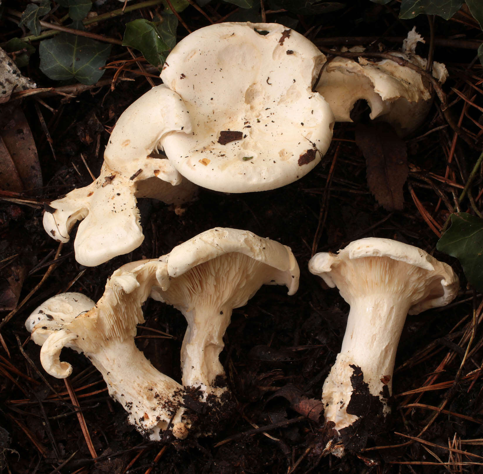 صورة Leucopaxillus giganteus (Sowerby) Singer 1939