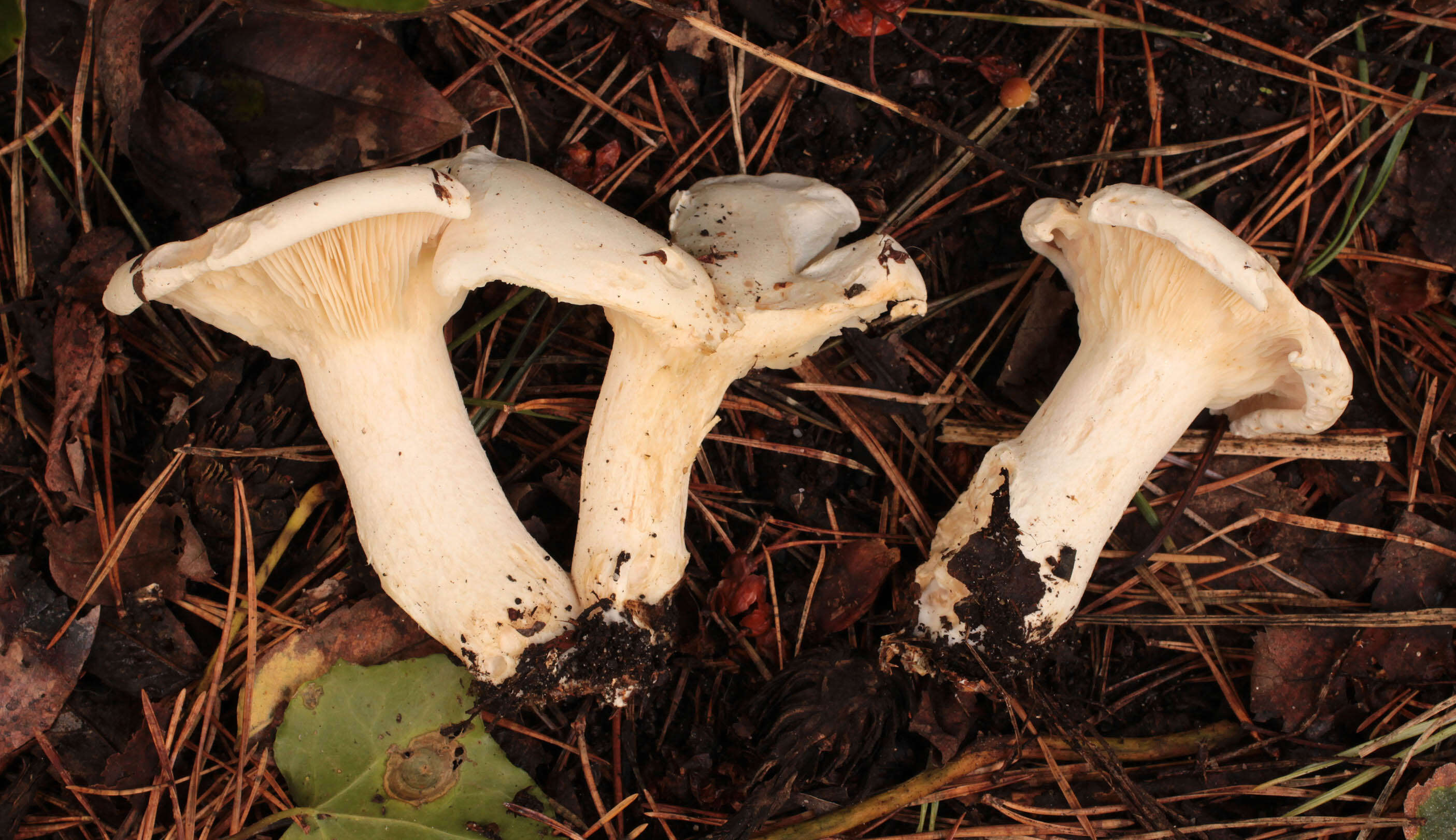 صورة Leucopaxillus giganteus (Sowerby) Singer 1939