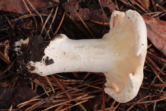 Image of giant clitocybe