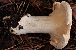 Image of giant clitocybe