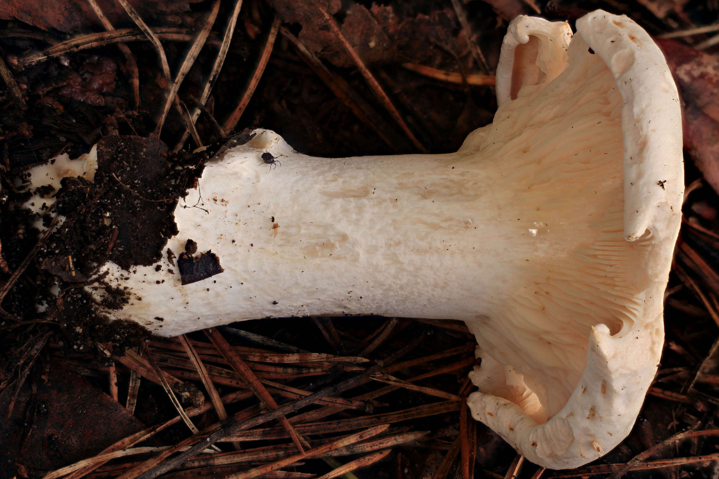 صورة Leucopaxillus giganteus (Sowerby) Singer 1939