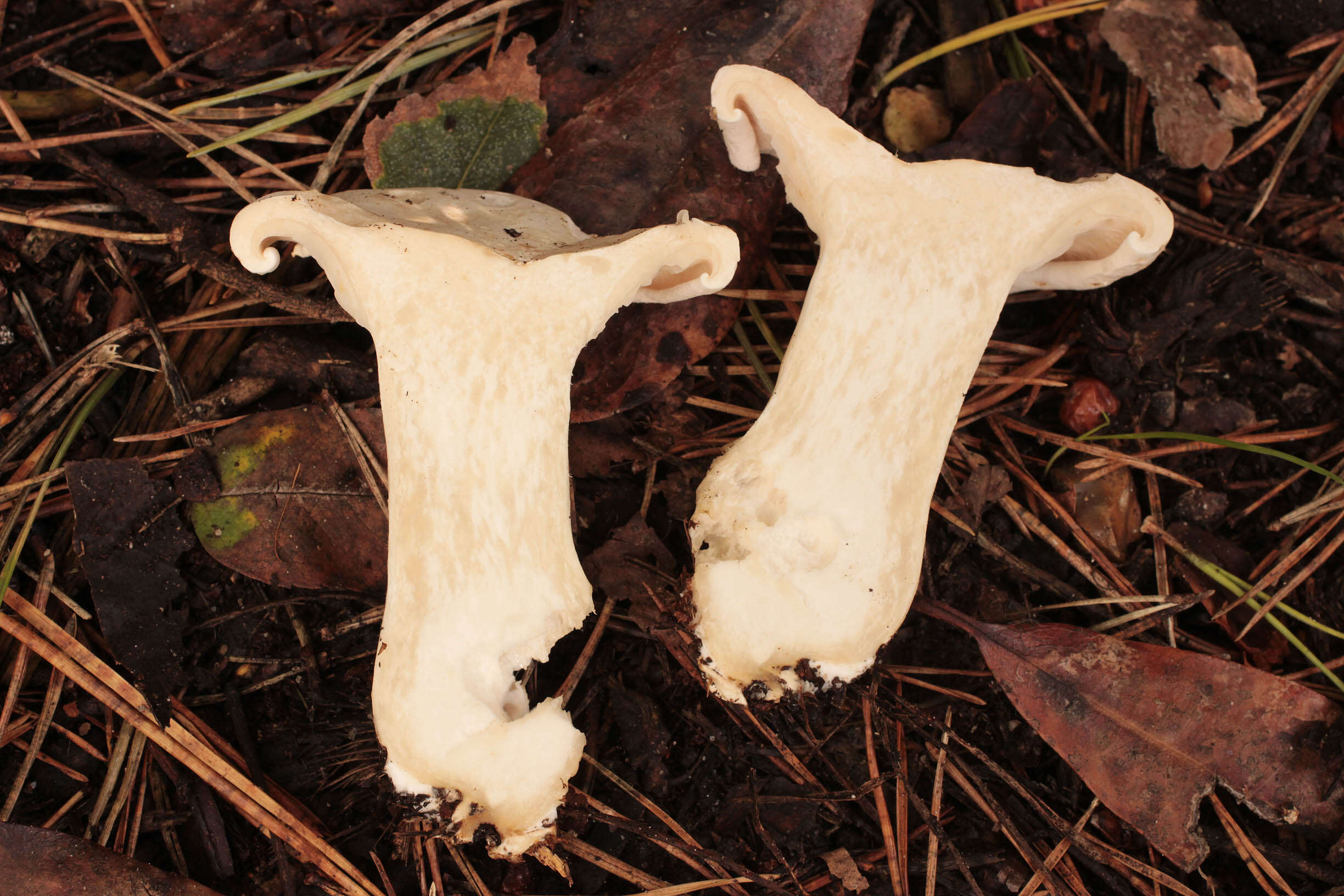 صورة Leucopaxillus giganteus (Sowerby) Singer 1939