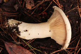 صورة Leucopaxillus giganteus (Sowerby) Singer 1939