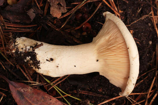 Image of giant clitocybe