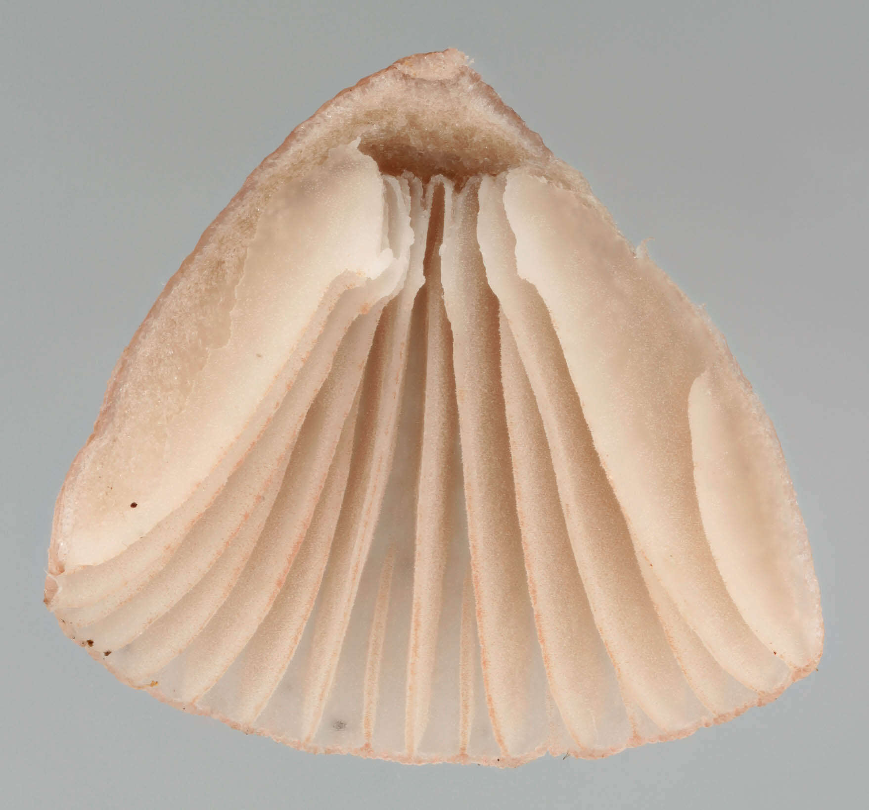 Image of Pink-edge Bonnet