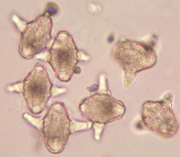 Smyrnium olusatrum L. resmi