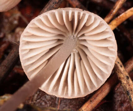 Mycena capillaripes Peck 1888 resmi