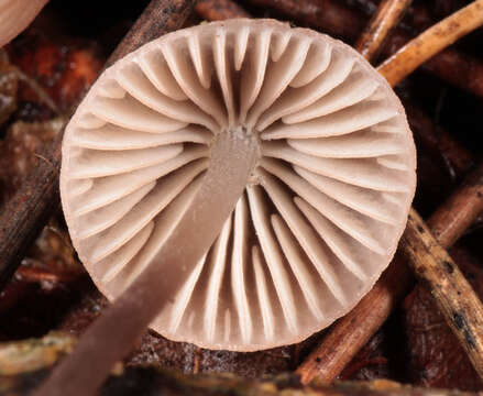 Mycena capillaripes Peck 1888 resmi