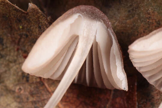 Image of Pink-edge Bonnet