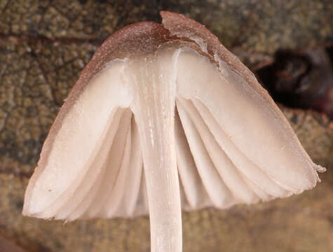 Mycena capillaripes Peck 1888 resmi