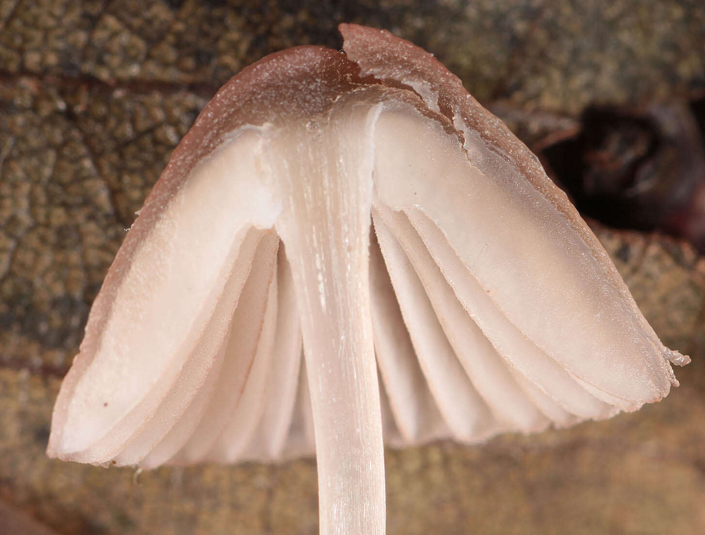 Image of Pink-edge Bonnet