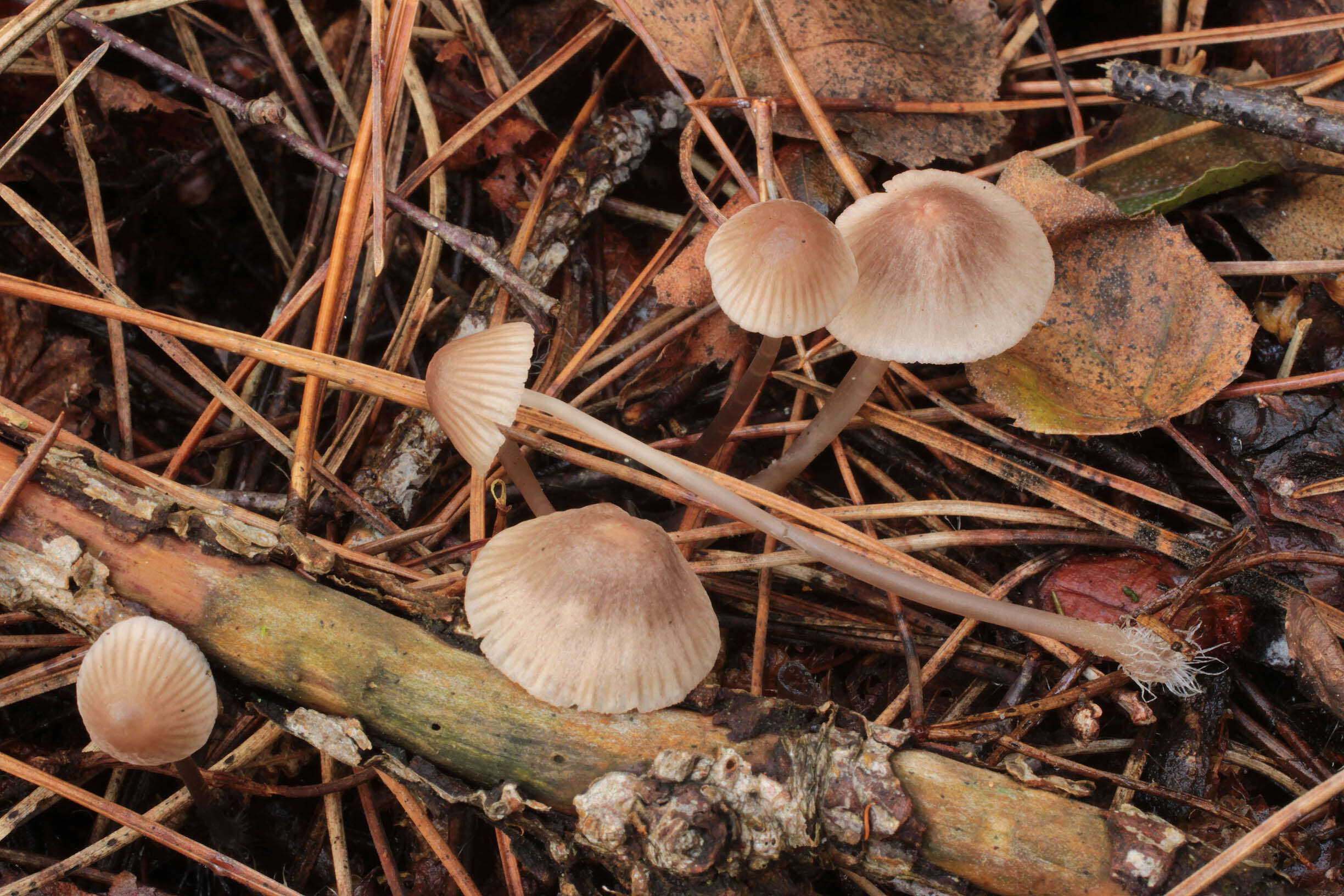 Image of Pink-edge Bonnet