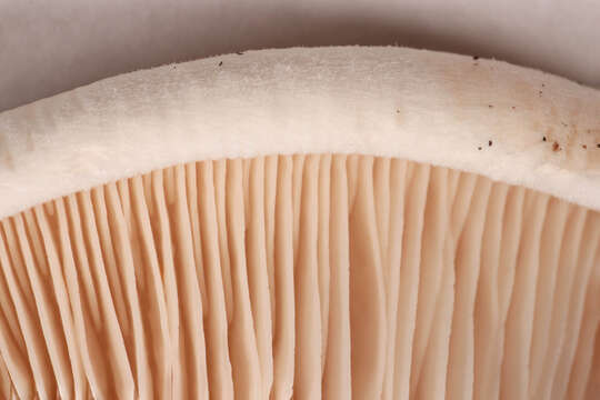 Image of giant clitocybe