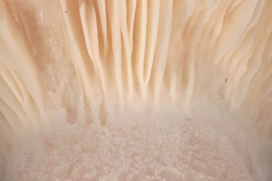 Image of giant clitocybe