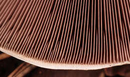 Image of Dark scaled mushroom