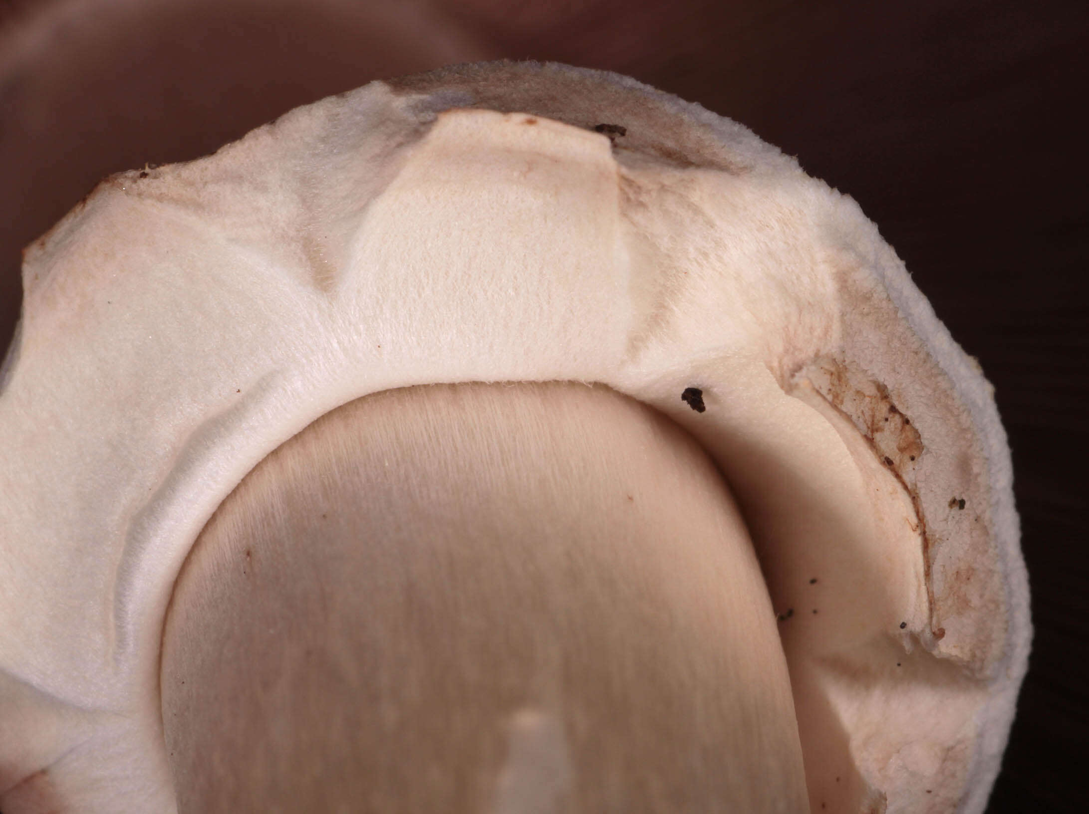 Image of Agaricus moelleri Wasser 1976