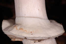 Image of Dark scaled mushroom