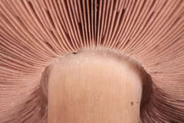 Image of Dark scaled mushroom