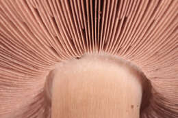 Image of Dark scaled mushroom