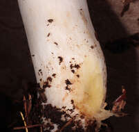 Image of Agaricus moelleri Wasser 1976