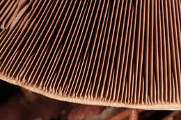 Image of Dark scaled mushroom