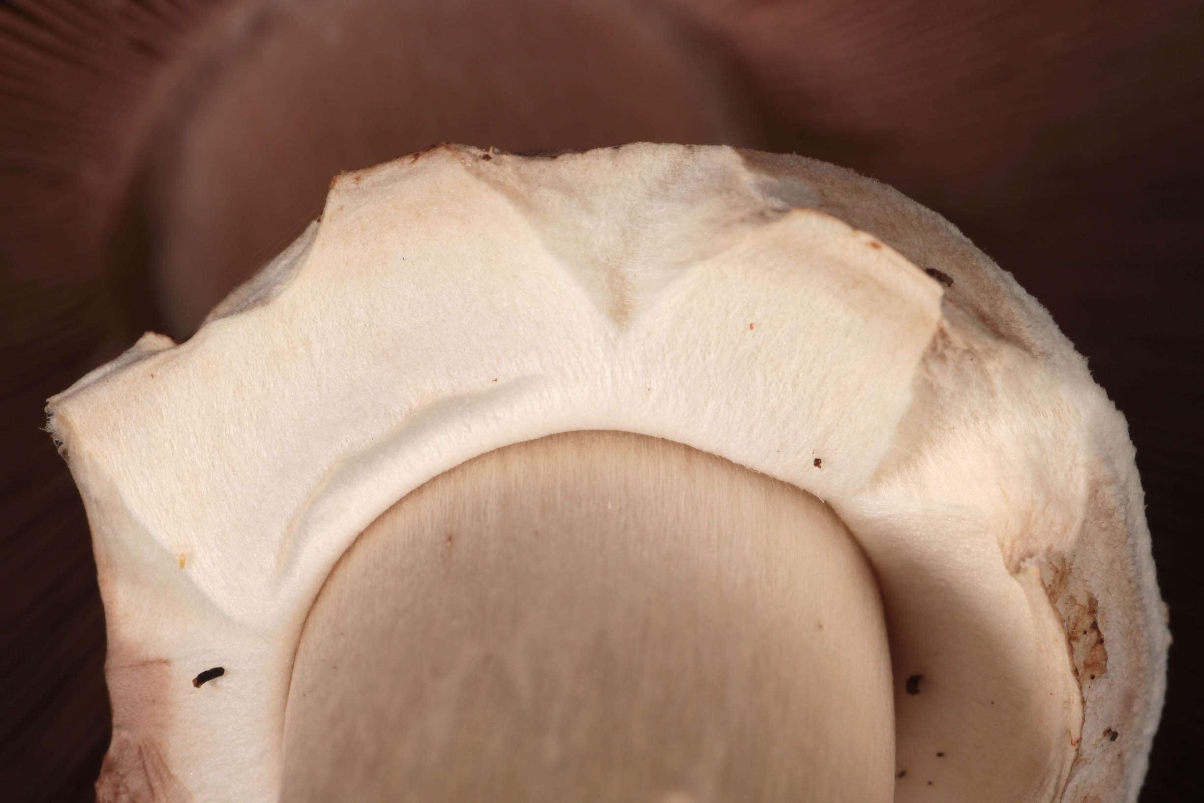 Image of Agaricus moelleri Wasser 1976