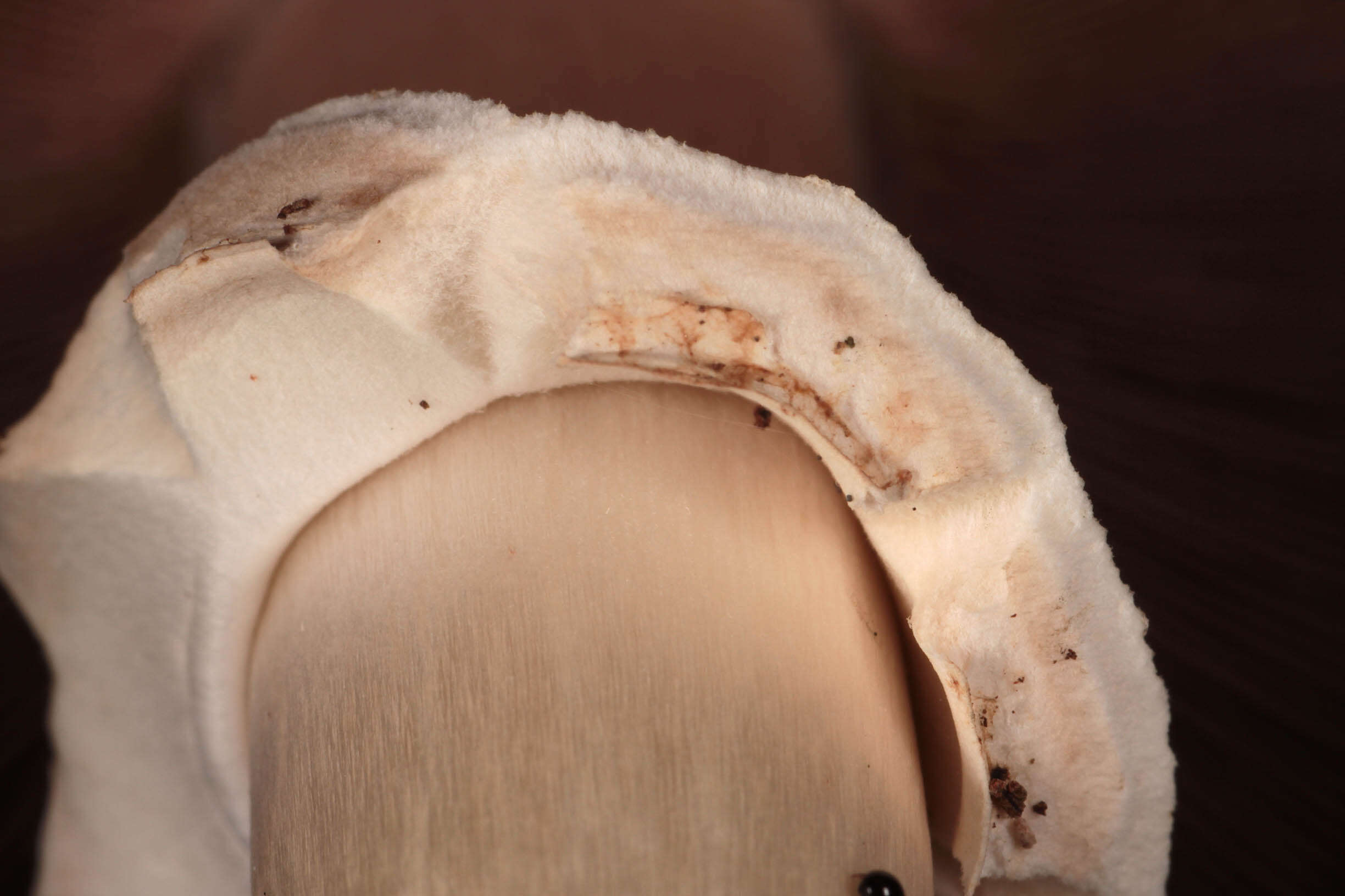 Image of Agaricus moelleri Wasser 1976