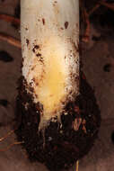 Image of Agaricus moelleri Wasser 1976