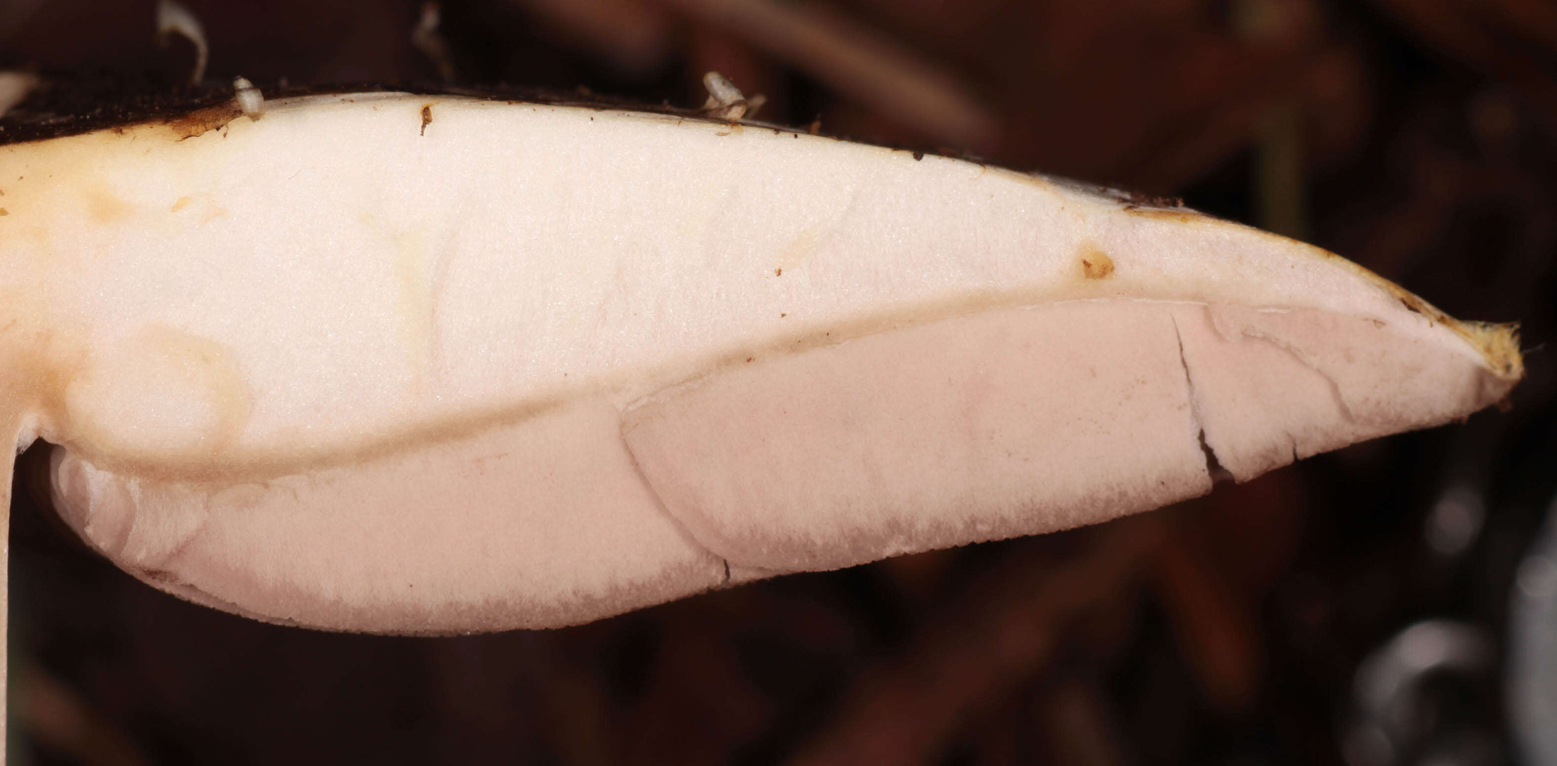 Image of Dark scaled mushroom