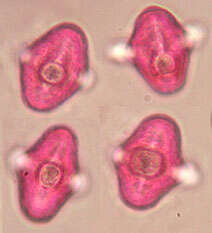 Smyrnium olusatrum L. resmi