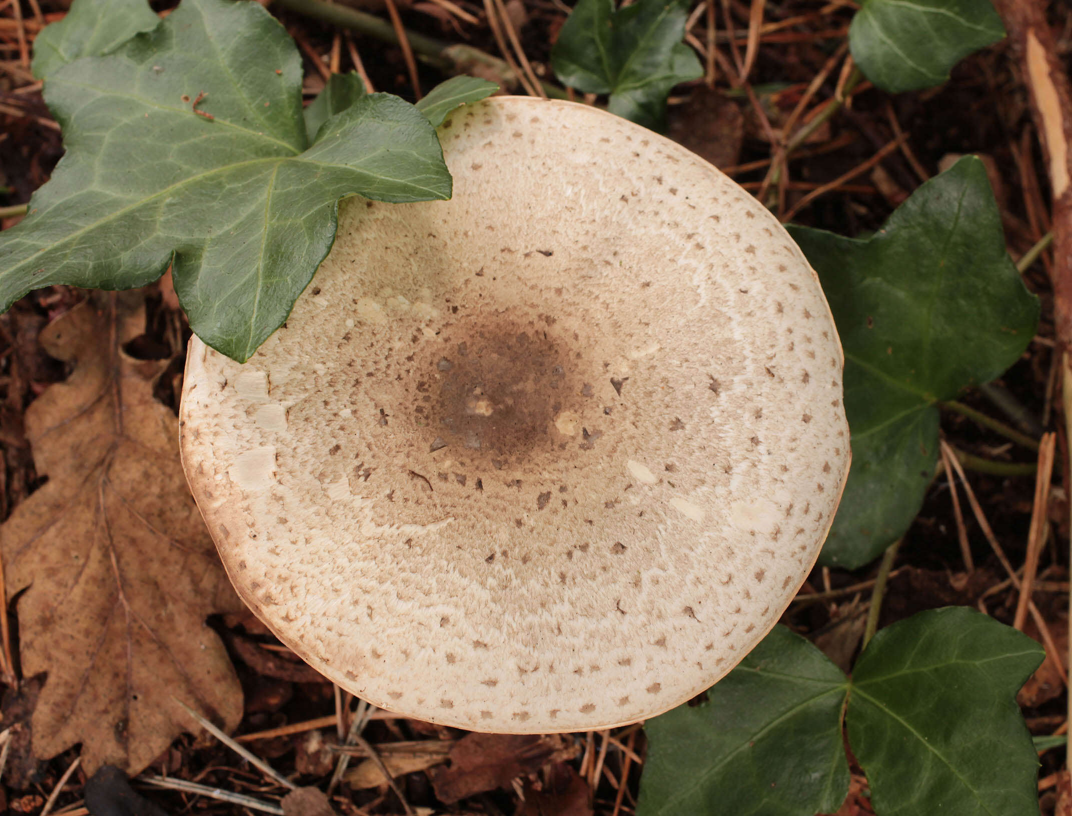 Image of Dark scaled mushroom