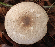 Image of Dark scaled mushroom