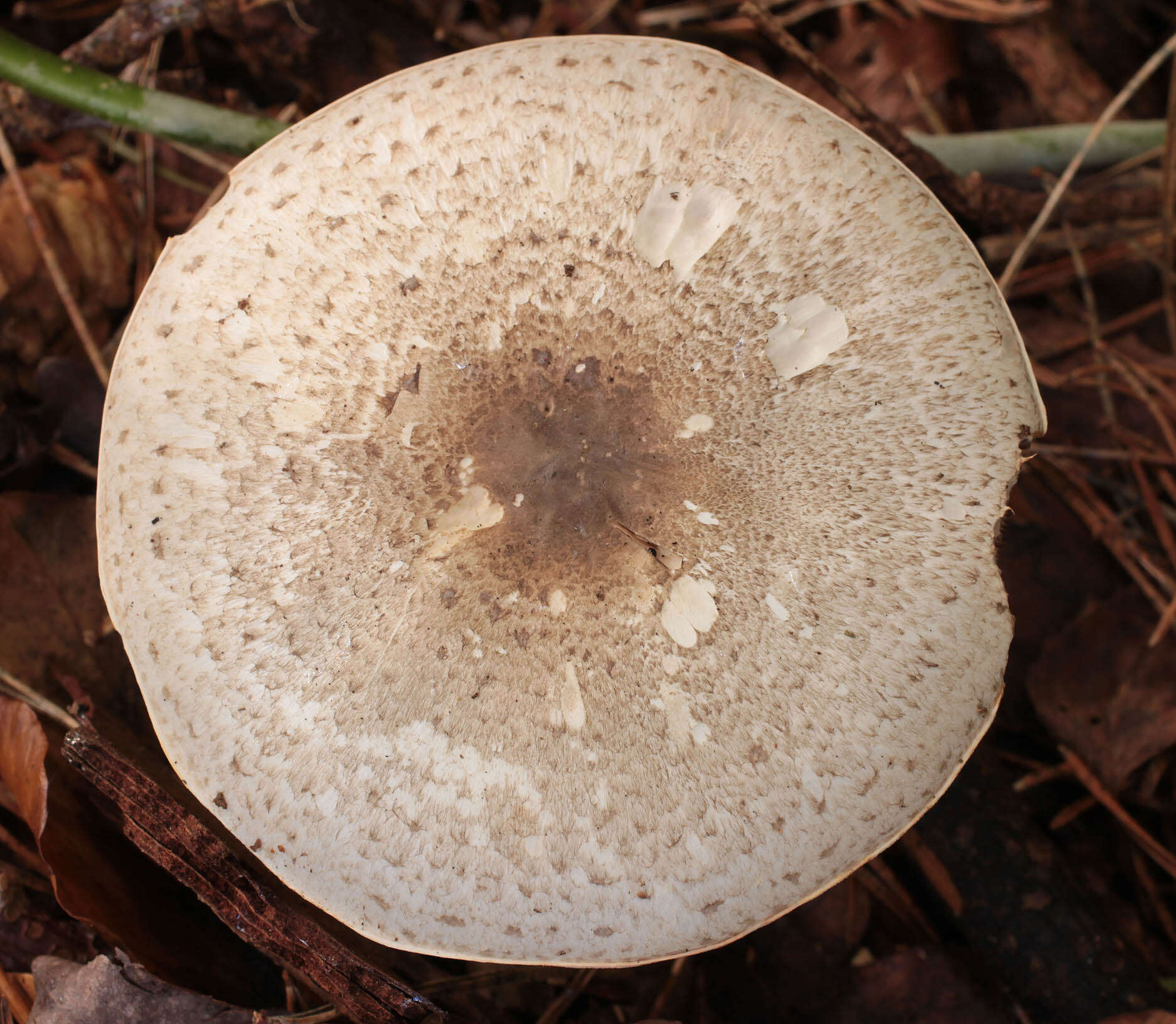 Image of Agaricus moelleri Wasser 1976