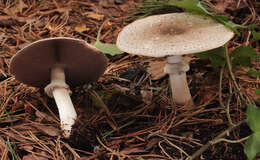 Image of Agaricus moelleri Wasser 1976