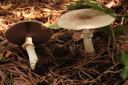 Image of Agaricus moelleri Wasser 1976