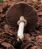 Image of Agaricus moelleri Wasser 1976