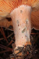 Image of Lactarius quieticolor Romagn. 1958