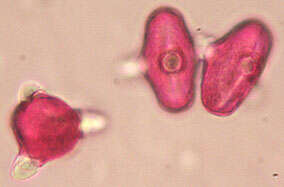 Smyrnium olusatrum L. resmi